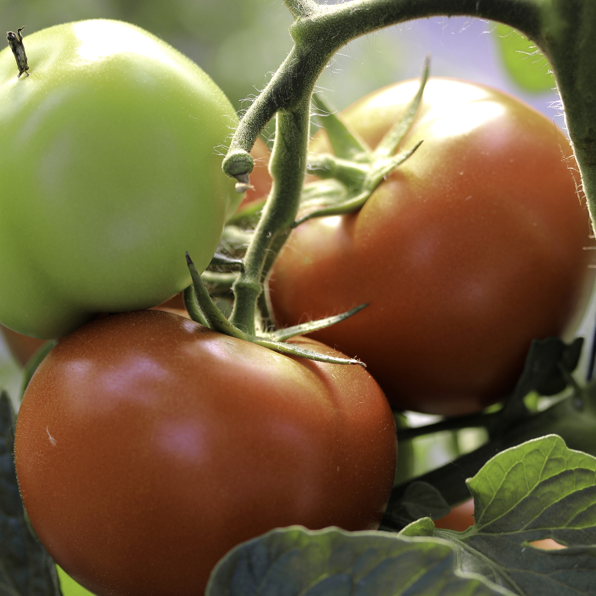 Fruchtgemüse Tomaten